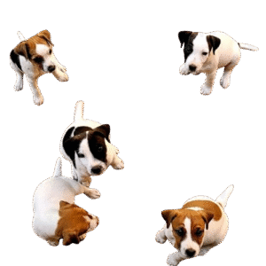 veterinarian near me, find vet