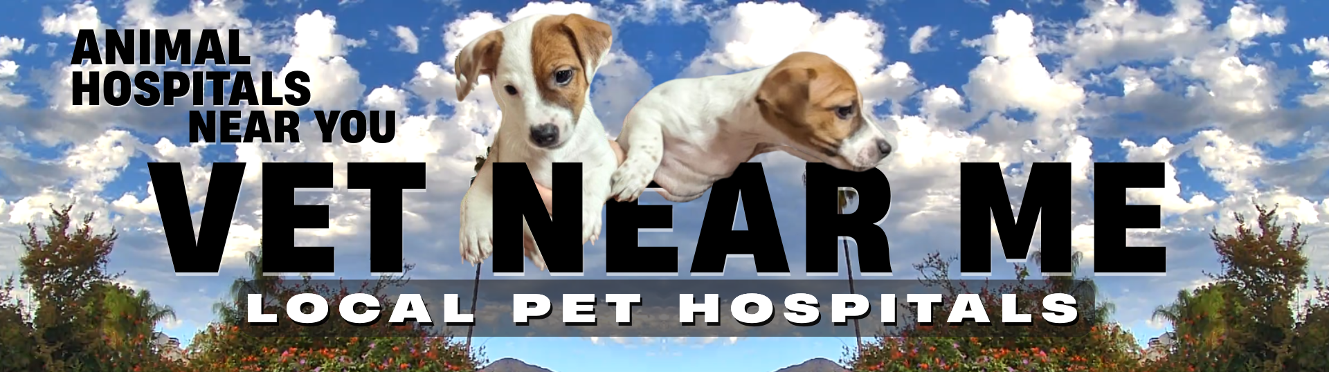 vet near me, veterinarian, veterinary,